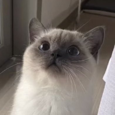 mmmameoww's profile picture. 🦊🍅🦆🐰🐶🐱🩵🩷♡