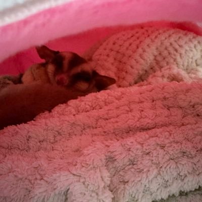 fluffymatchaci's profile picture. nyampah aja si