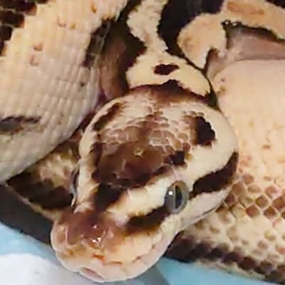 yugggk21's profile picture. ボール熱来てます🔰                                                                       
ボールパイソン3、コーンスネーク1 、 釣り、キャンプ、ストリートファイター6