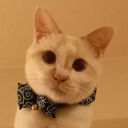 hyo_otan's profile picture. ネコが苦手だったのに、家の前に捨てられてた子猫を放っておけず一緒に暮らし始め、いつのまにやらネコだらけ。そんなモフモフ生活してましたが、本人病気で入院→余命数日と言われたけど何故か運良く生還w これを機に離婚、家も車も失ったけど新たな人生を前向きに歩んでいます。温泉好きで温泉むすめにもハマってますん。