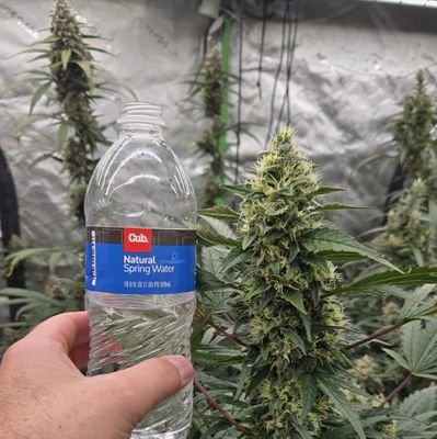 bearlylegal420's profile picture. 21+🔞 EVERYTHING DISCREET SAFE AND
SECURED ORDER NOW LET PROCEED

https://t.co/6ndksgeqWU