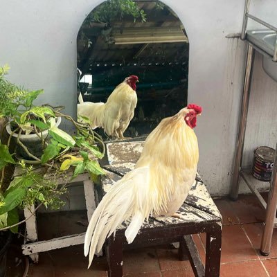 SsometimeV's profile picture. 🦥🦥 | เชียร์เบคมาแต่เกิด แชมป์ซักทีลูก