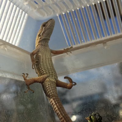 Satoshi09542024's profile picture. 結構トカゲが好きです。