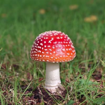 manitamante's profile picture. 幼い頃からきのこ好き。散策地は長野県と北海道