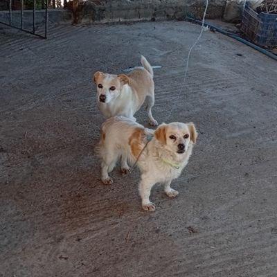 adridrakopoulou's profile picture. γιατί και τα αδέσποτα έχουν ψυχή