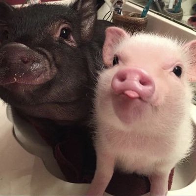 lovepigclub's profile picture. 구독구독