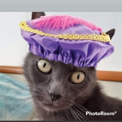 linda_stroom's profile picture. Whitney 1-1-2013 🐈‍⬛ Porto 15-05-2024 🐈 Mira 04-05-2024 🐈 Oscar 17-09-2023 🐈 Tommy 04-02-2025 🐈‍⬛ Linda 26-03-1966 🙋‍♀️