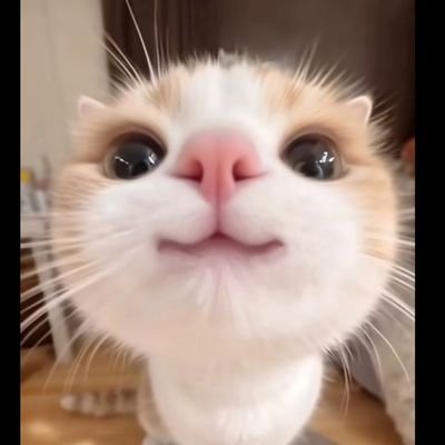 azurecoastfern's profile picture. kapan ya?