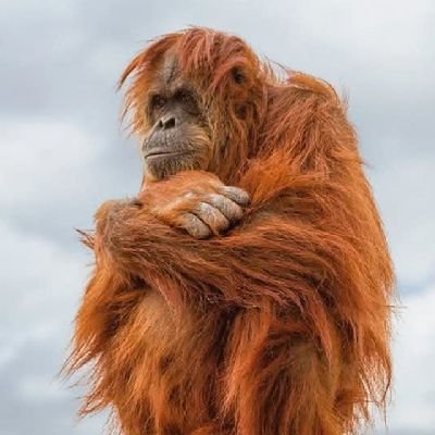 Marcello4you's profile picture. Honorable citizen 🫡