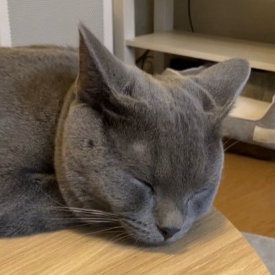 LQQKNKJ's profile picture. 🐈‍⬛