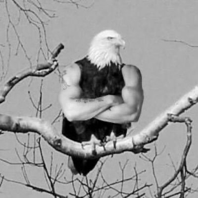 kazaskermu52011's profile picture. dal sarkar kartal kalkar kartal kalkar dal sarkar