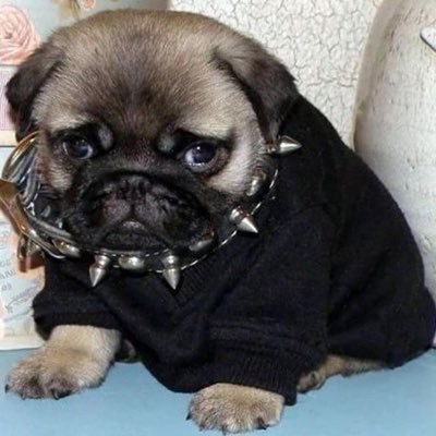 iceihy's profile picture. type stuff