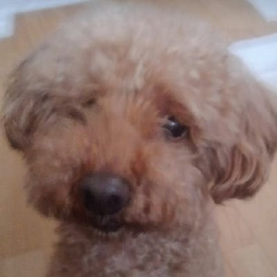 MIYABI_MC5's profile picture. CODm BR勢 TEC-9 TOP10 アルカトラズ&デュオ好き
codm勢フォロー返します🙄