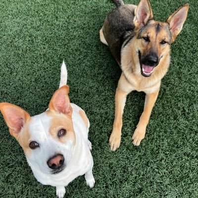 Shaykay1717's profile picture. America First Patriot • Dogs Rule