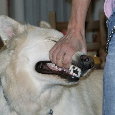 bissected's profile picture. sebs bf