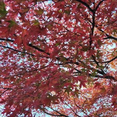 hamramran's profile picture. 富山 
ラーメン食べまくる🍥🍜