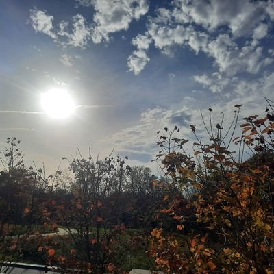 dianaheinze0's profile picture. 