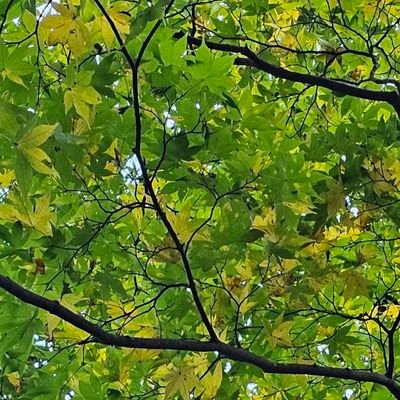 x1929m30533f811's profile picture. Mostly photos📱
Thank you for following  back😌✨
All photos by cellphone  and are my own🤳,except reposts📱
I hope you have many fulfilling days🫶
No DM ❌