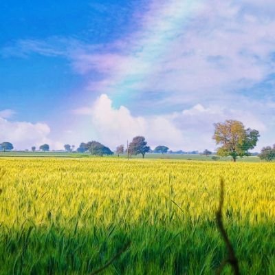 krishna_razpoot's profile picture. 