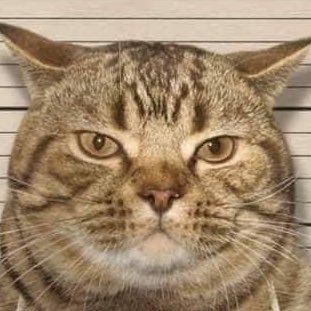 aTHCVsFsf7CEWcx's profile picture. 𝓽𝔀𝓮𝓮𝓽 は災いの元