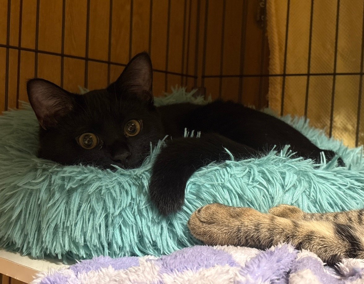 bluetree_kotone's profile picture. 成人済 twst/リチ兄弟推し ジェ最推し