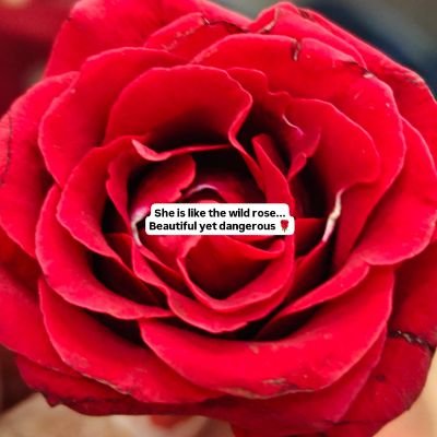 MUMBaIndiansFan's profile picture. Some Wit and Some Tweet 😁

Love my India🇮🇳