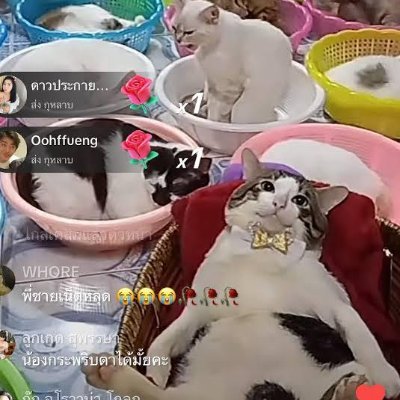 cinocincin1412's profile picture. şiZOfrENi HaYallERim...