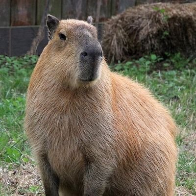 _Ana_wwww_'s profile picture. nyan