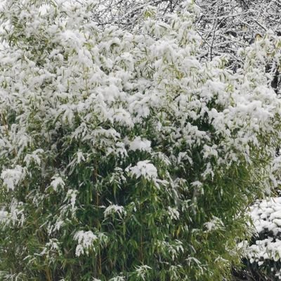 sproengs's profile picture. 