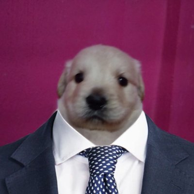 MetaFastestRev's profile picture. 