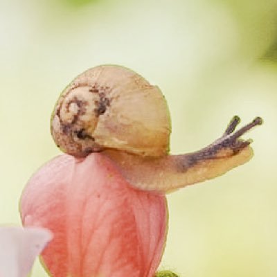 imsnailinashell's profile picture. he/him • currently transformerpilled ˖°❀⋆.ೃ࿔*:･ I like space and art 🖤🪐 @brothyballpits favoomf forever ♡