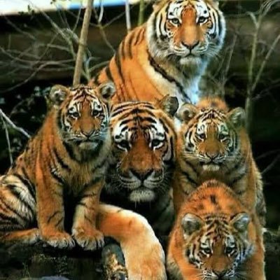 apnakmkrnede's profile picture. AkkiBhaiChampion non political vibe ,don’t chase ,non alcoholic,political party on X