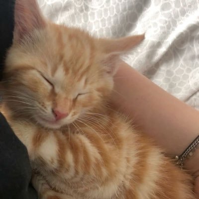 castlevanna's profile picture. a imaginação é a única arma contra a realidade