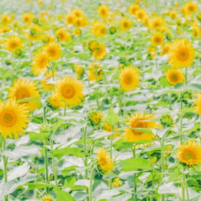 やまじお Profile