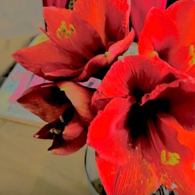 AlbenaJongovaSc's profile picture. I-Beni KJ-wrote: Walco Knows Best;I Know;Заможните;Must Be Getting Old Too;Сънувах Те;Съквартирант;City Girl;GMorTW 1&2;Romantic Poetry;Secret;Не Съм Предател;