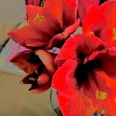 beni_dual69350's profile picture. Albena Krassimirova Jongova author; also four characters in “Gorgeous Minds Or TheWe,” “The Dreamers That’s Us,” “Заможните,” “Съквартирант” и “Не Съм Предател”