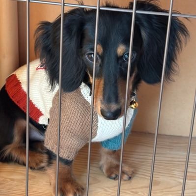 Luka0601_Dachs's profile picture. 🎂2025/6/1 🏠9/26〜 ブラックタンのMダックス。日常のあれこれを呟きます。 いろんな犬共と繋がることができればと思いますのでよろしくお願いいたします。 無言フォローOKです！こちらも無言フォローさせていただくこともあると思います🙇 #犬の暮らし #犬のいる暮らし #犬好きさんとつながりたい