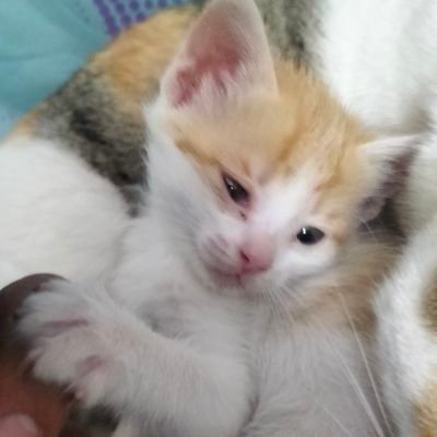 okmateenok's profile picture. gent hun