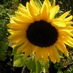 diane muir (@daisydi58) Twitter profile photo