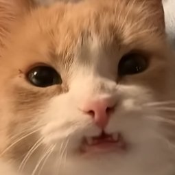 rhycism's profile picture. hate being so obsessed