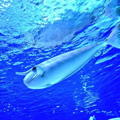 MizukaeAqua's profile picture. 観賞魚/生き物&風景/ガジェット/グルメ/カラオケ修行/