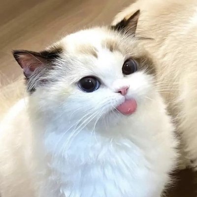 MathetMavis's profile picture. Maintenant marchons ensemble au rythme de la chanson des fées
She/her