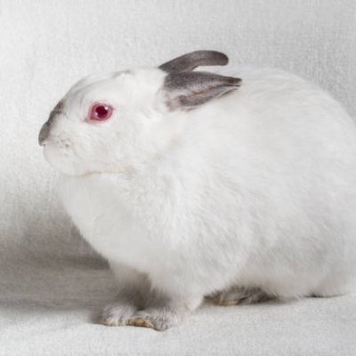 Melori_Bunny's profile picture. Bunny Lover, Brain Damage (real), 
Hetero Femboy (maybe)
(hostage of gacha games)