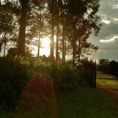 corneliusoponi's profile picture. nothin really