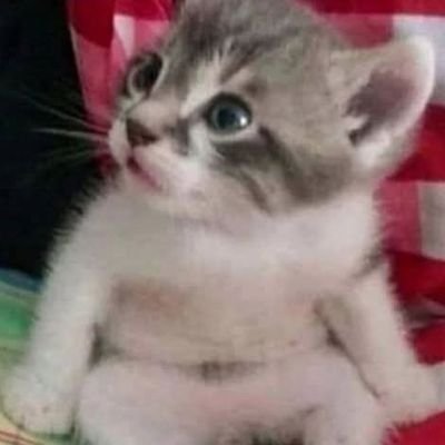 Pandita_inn's profile picture. || Double meaning ||