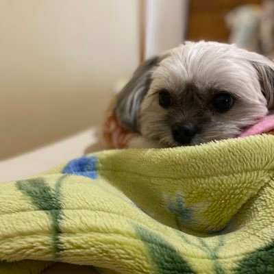 kanvivi_1103's profile picture. PC版エルデンリングやってます！！！ 対人等積極的にやるのでエルデンリング関連の方無言フォローするかもです！！https://t.co/jT9kKQiVr6