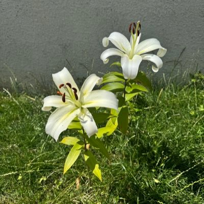 VMechiane's profile picture. 