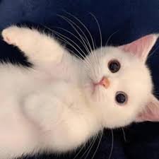 brijend38724765's profile picture. 4歳で起業→20代後半からインドの最南端のケララ州トリバンドラムに4年半在住（ケララ大学でMBA・ITパークで起業）→事業譲渡→日本に帰国→資格試験に合格（3回目でやっと合格。）→開業。大宮出身。10歳男児の父。旅が好き。写真は山形県鶴岡市のスイデンテラス。