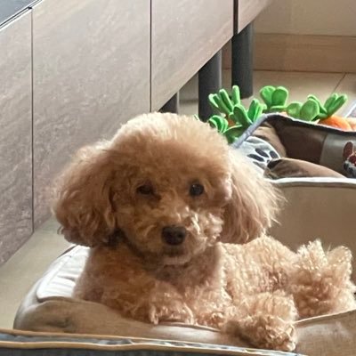 livies830's profile picture. 仙台出身21歳 消費者問題/行動経済学を勉強中