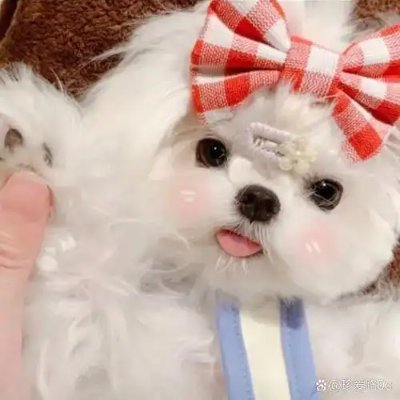 MallowManlp's profile picture. Obsessed with photography, food, and tiny happy moments.